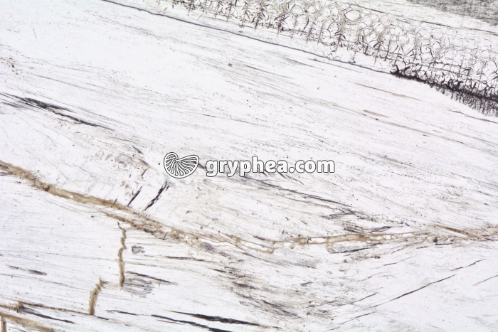 Gypse LPNA x3,5 - gryphea.com